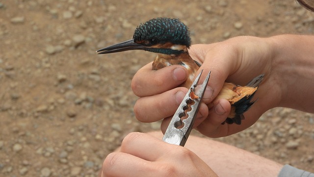 Hurá do přírody, aneb akce Acrocephalus.